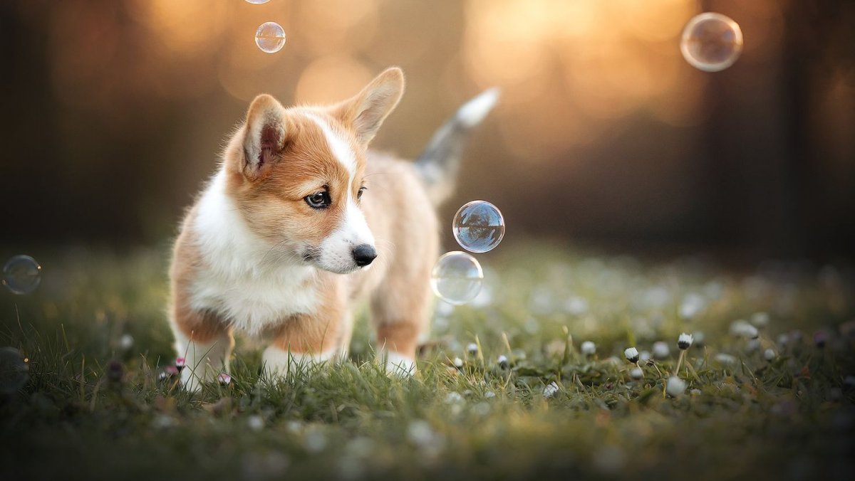 Смешные корги на рабочий стол