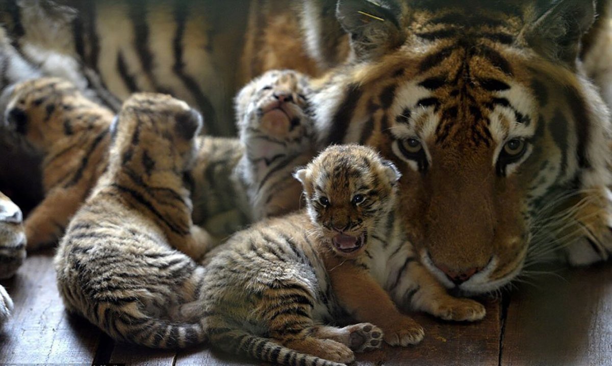 Новорожденные тигрята Амурского тигра