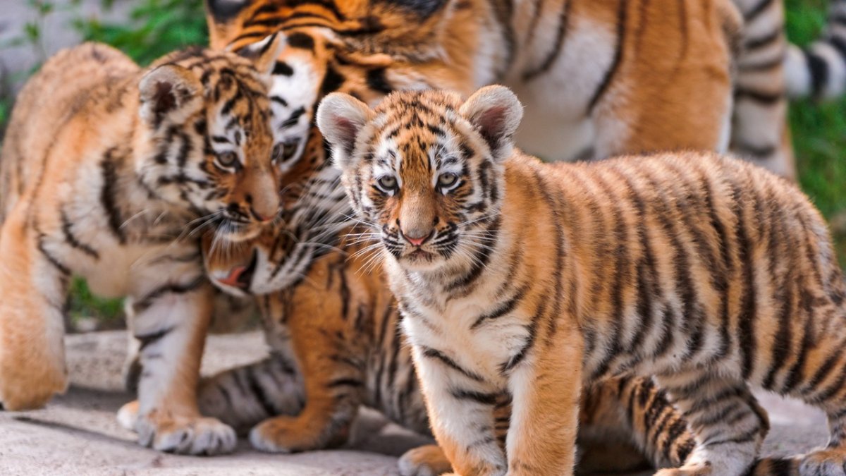 Амурский тигр