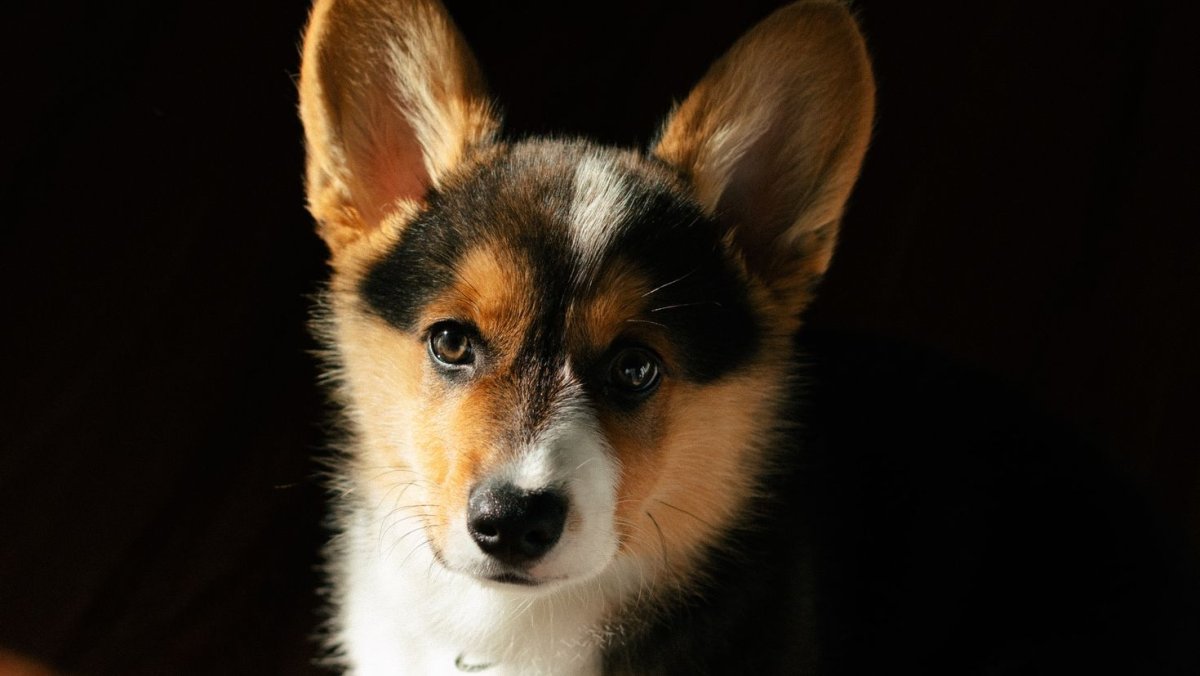Собака корги