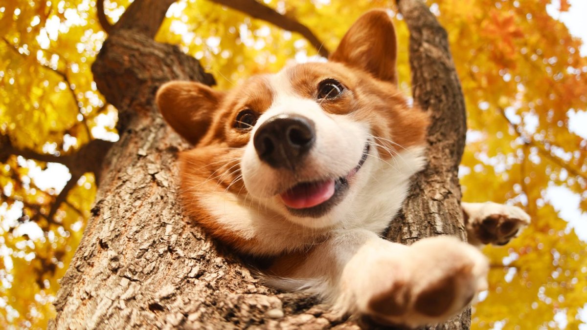 Радостная собака