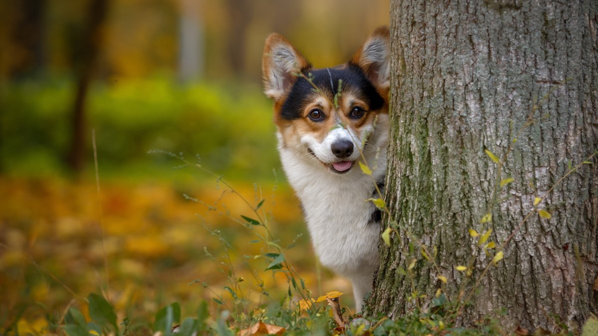 Вельш корги пемброк
