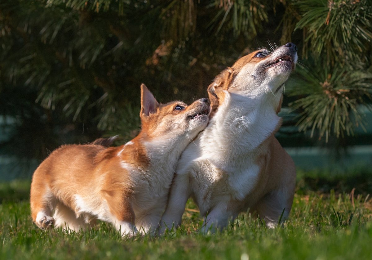 Собака корги смешные