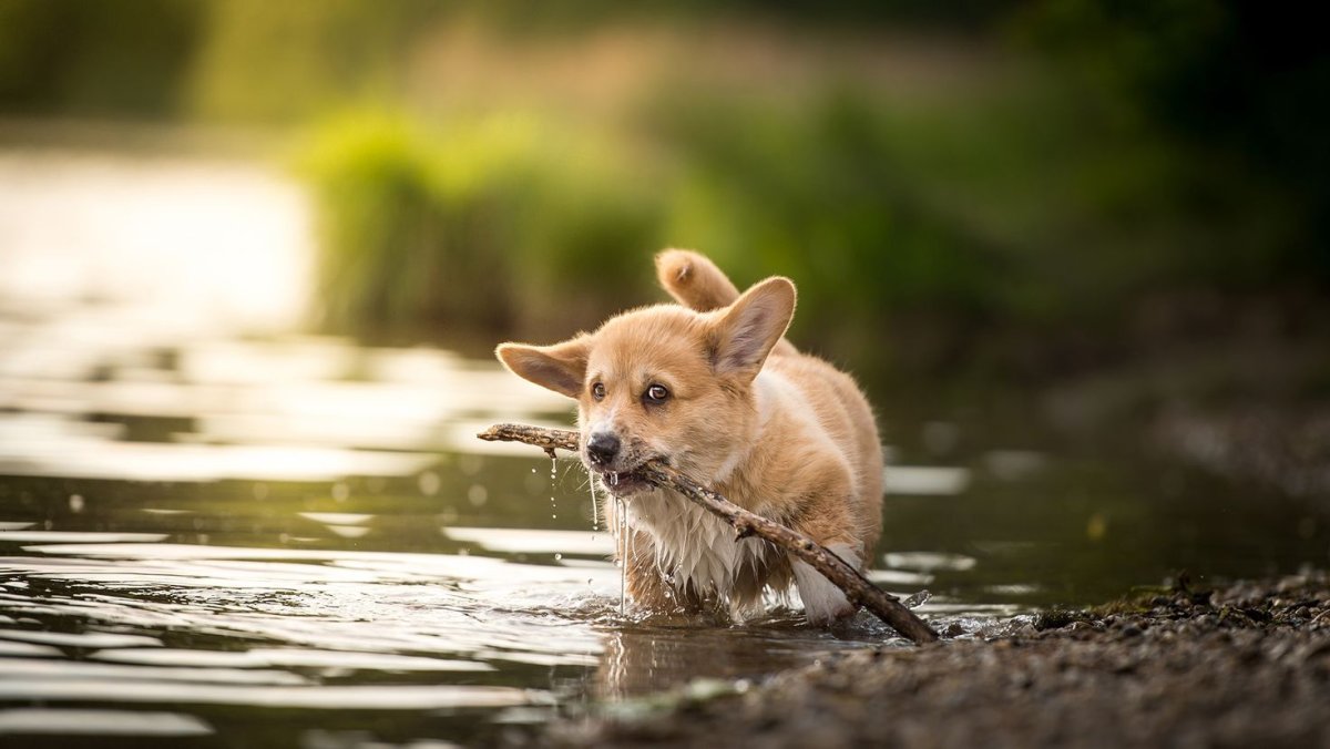 Вельш корги купается
