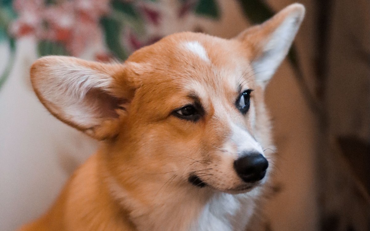 Щенок корги