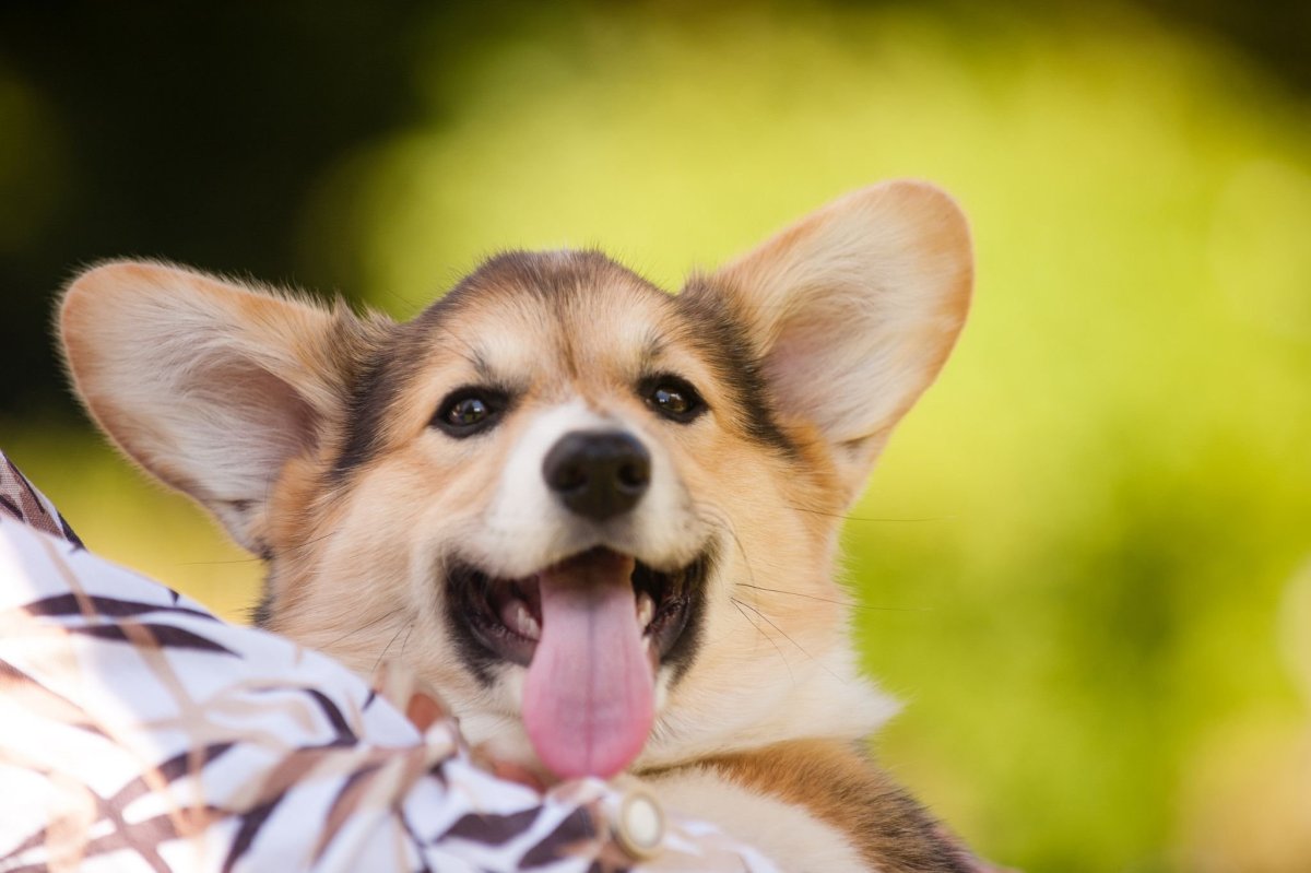 Милый корги