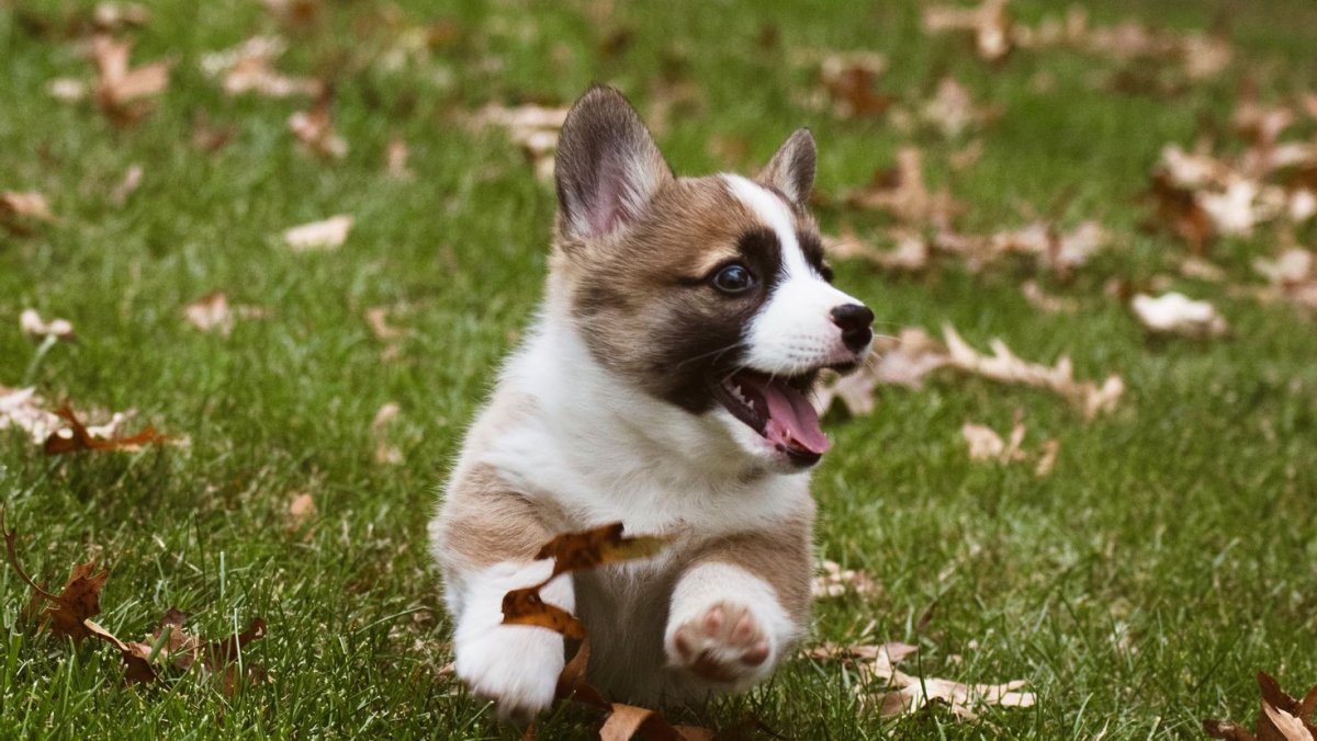 Грязный корги