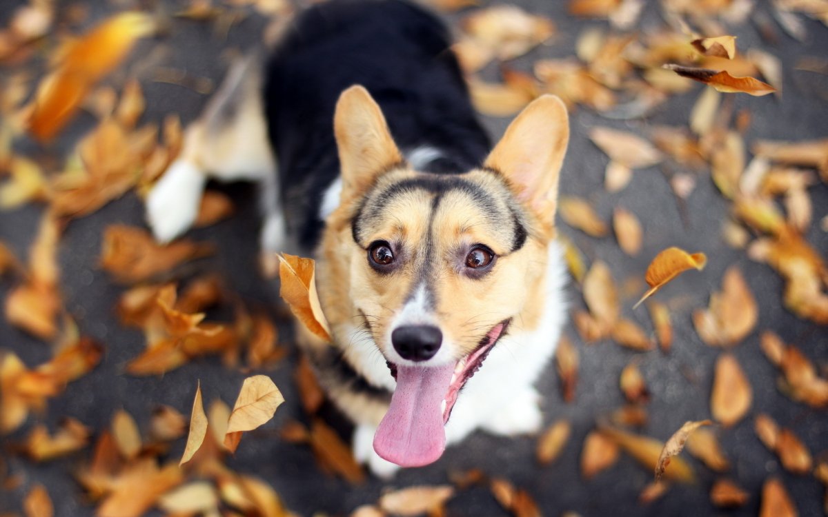 Корги пемброк
