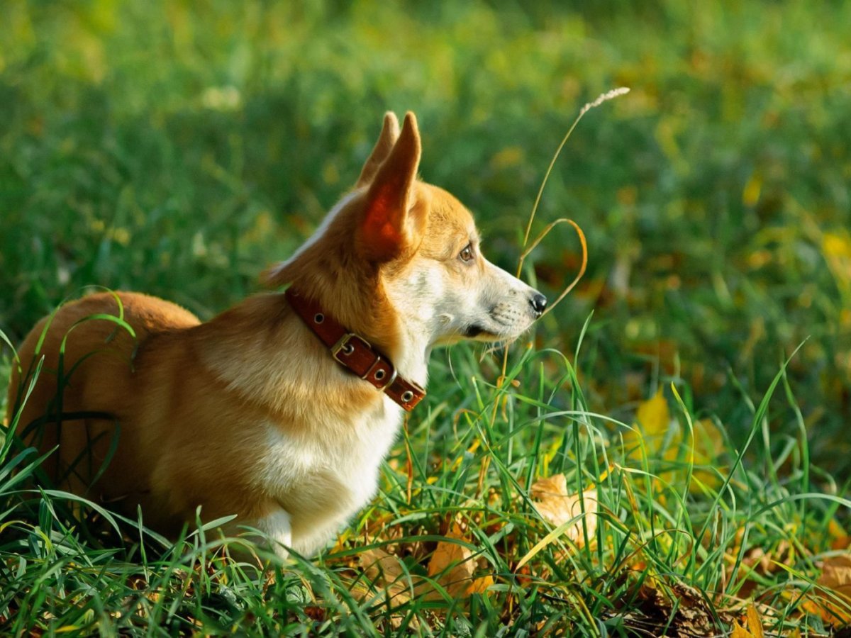 Корги на природе