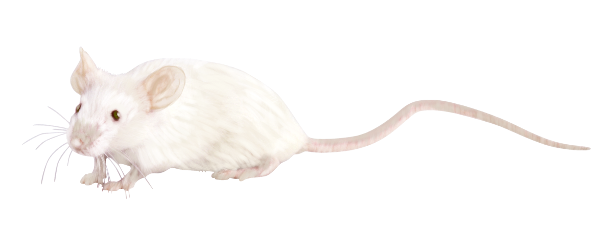 Лабораторная мышь на белом фоне