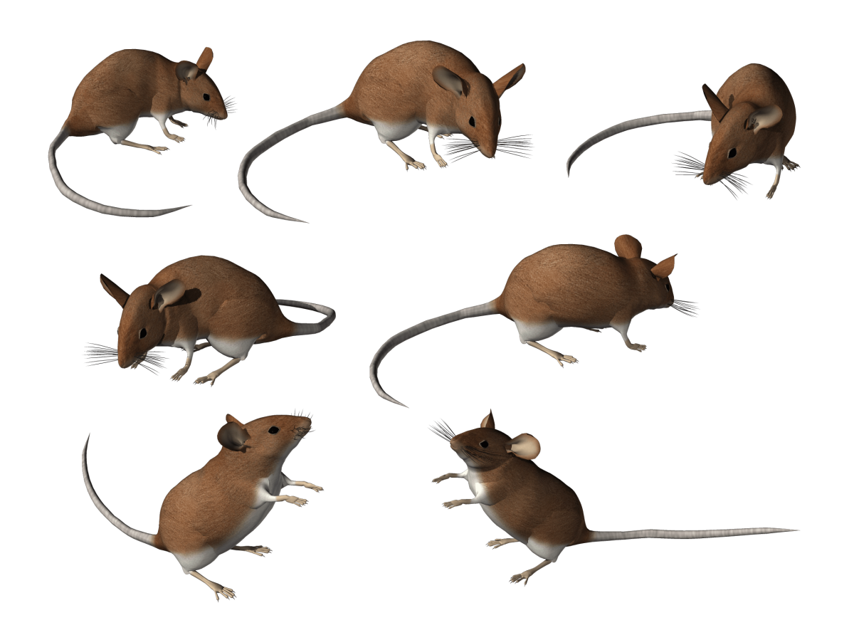 Много крыс на белом фоне