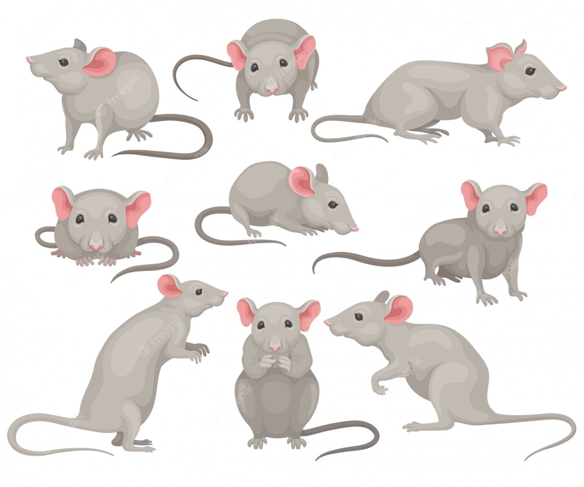 Мышь в разных ракурсах