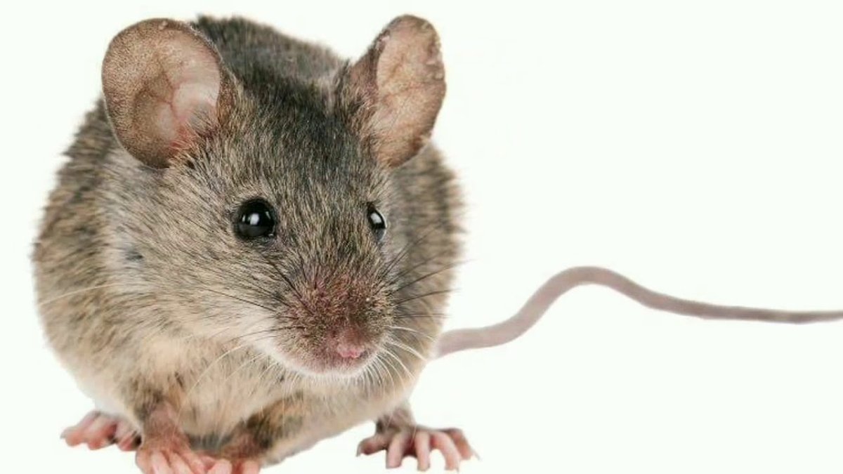 Мышь на белом фоне