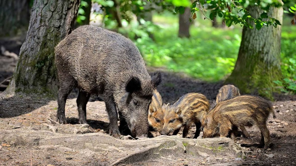 Семья Кабанов