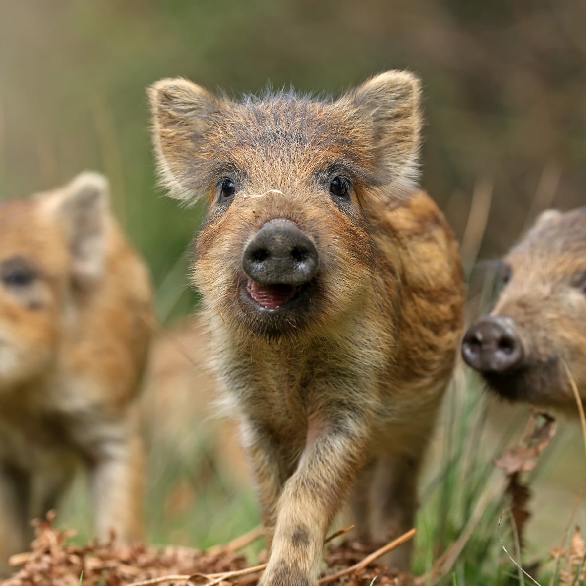 Кабанята фото