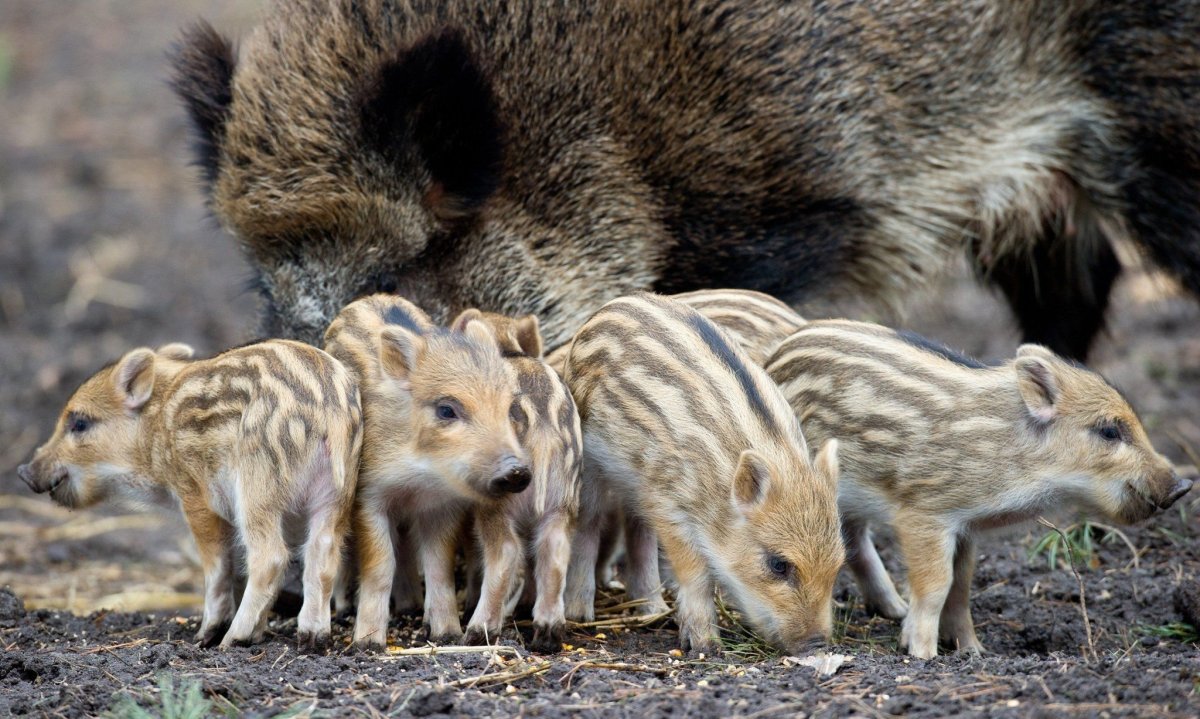 Кабан кабаниха и кабаненок