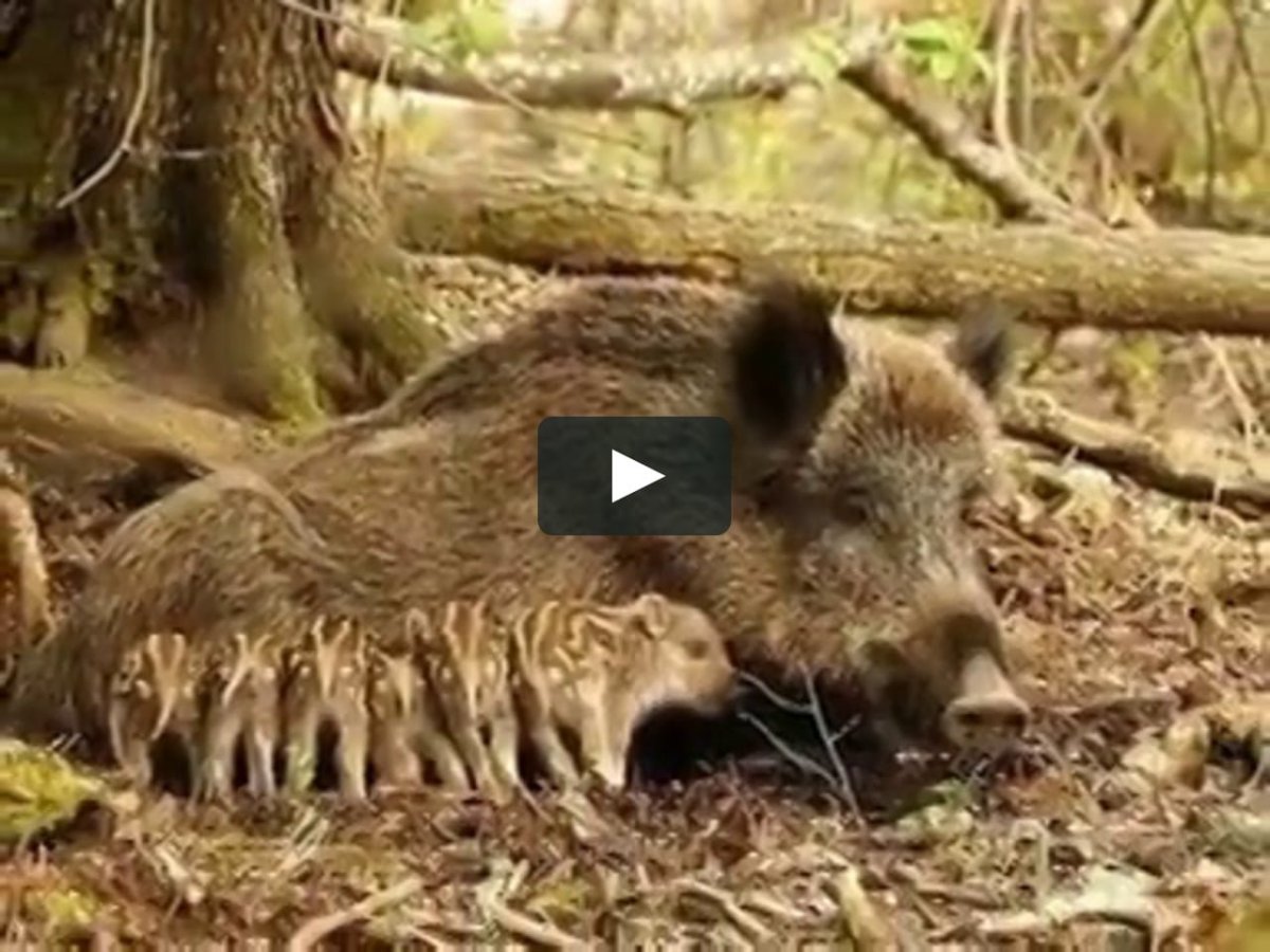 Кабан с кабанятами