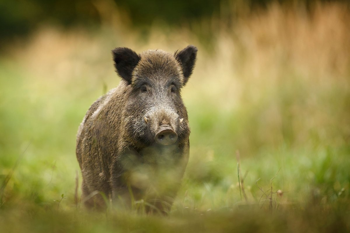 Кабан кабаненок кабанята