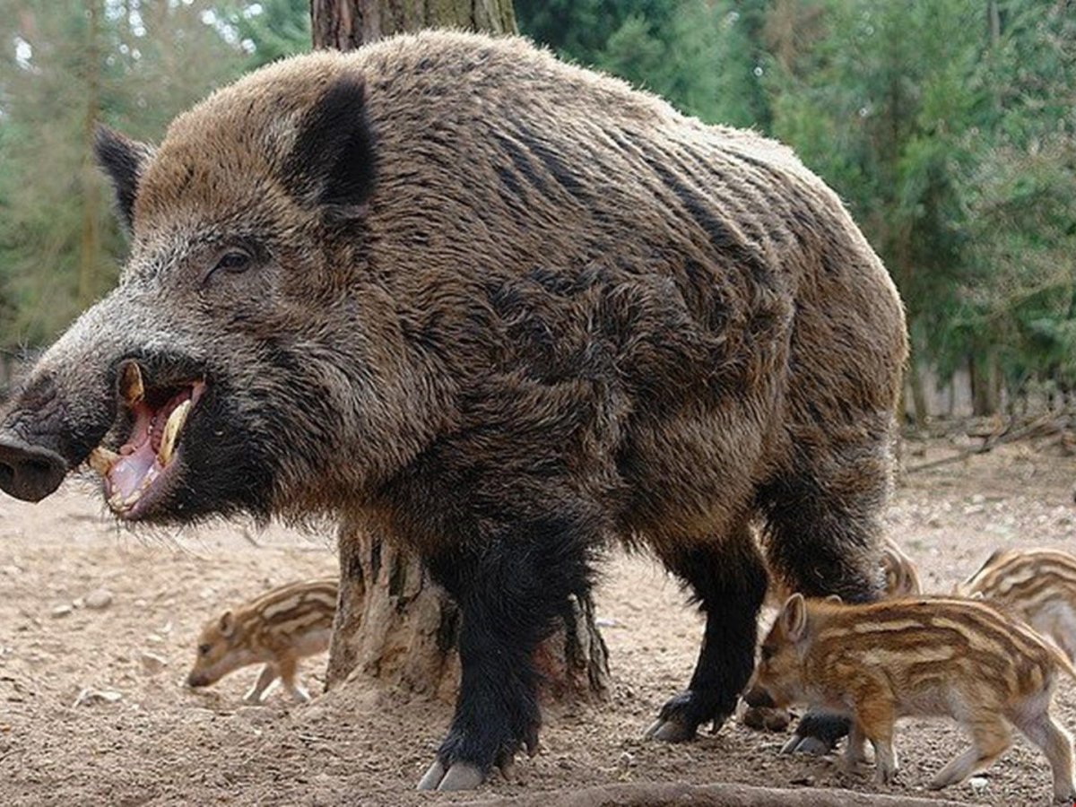 Дикий кабан секач Вепрь