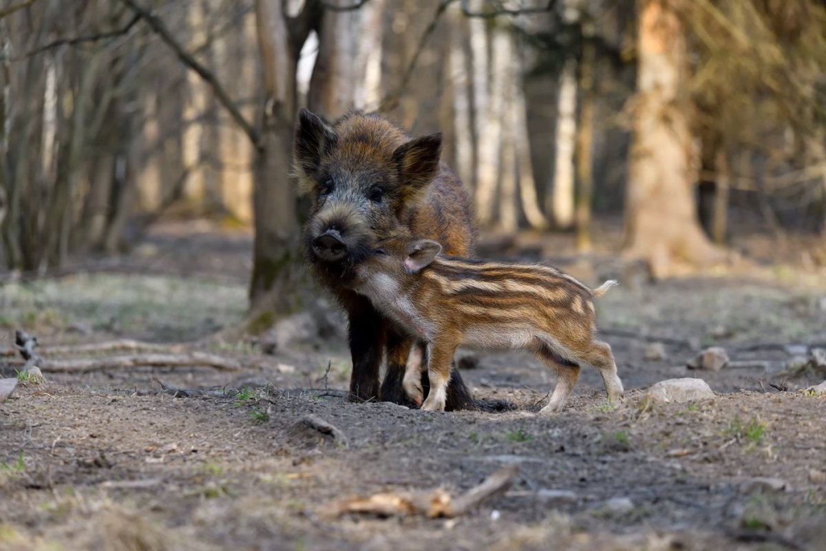 Кабан с кабанятами