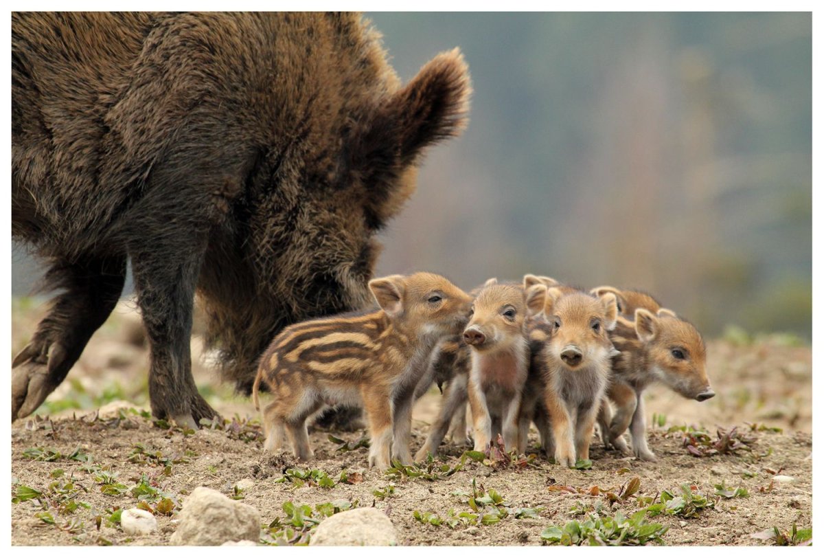Кабаниха с кабанятами