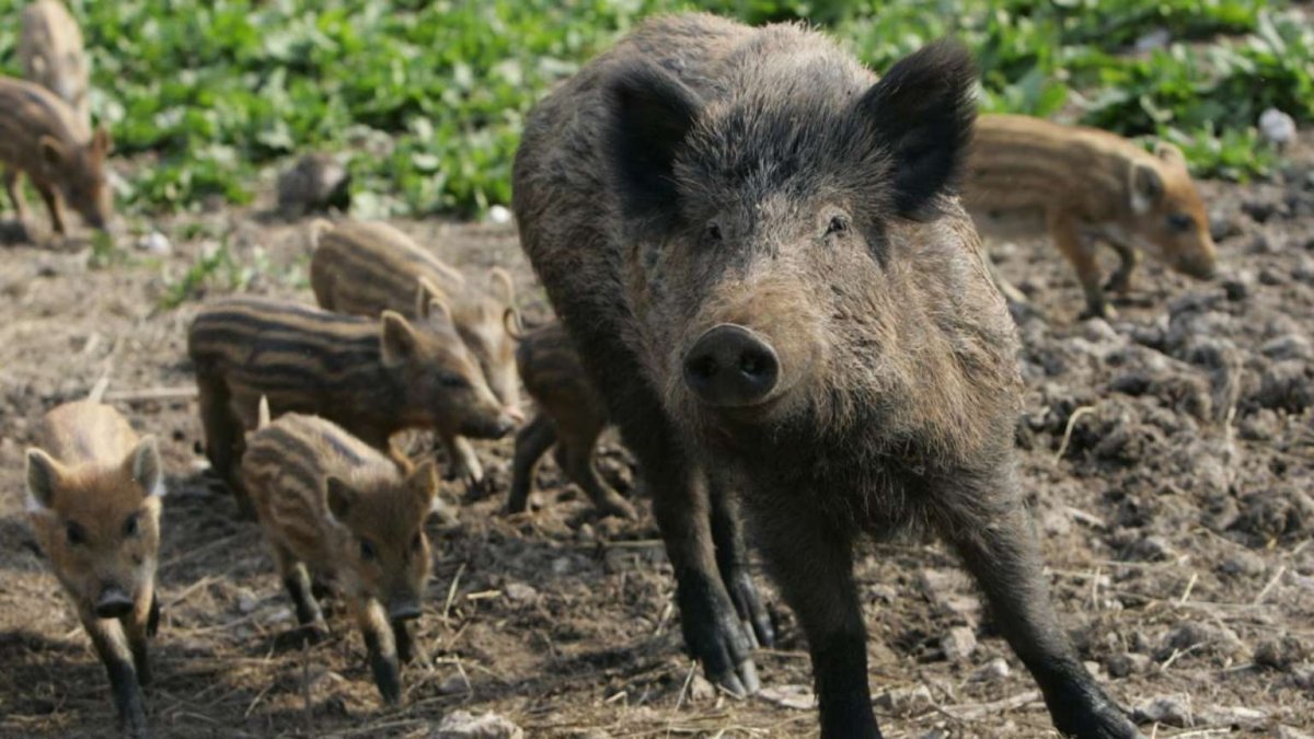 Дикие животные Крыма дикий кабан