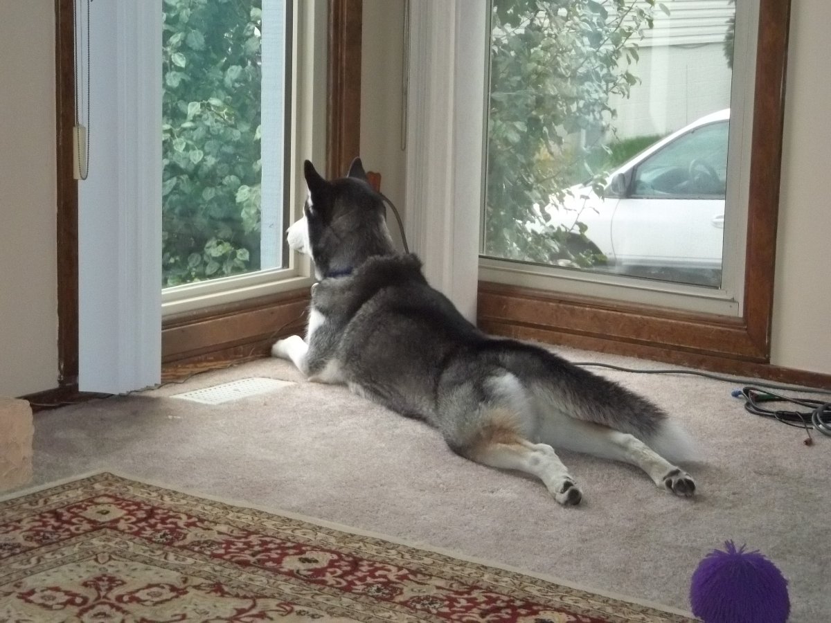 Хаски линяет