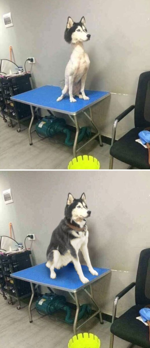 Лысый маламут