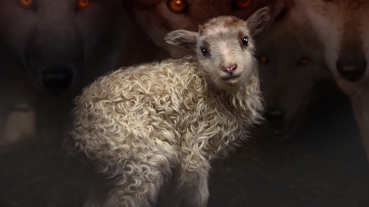 Эксперимент Авиценны с ягнятами