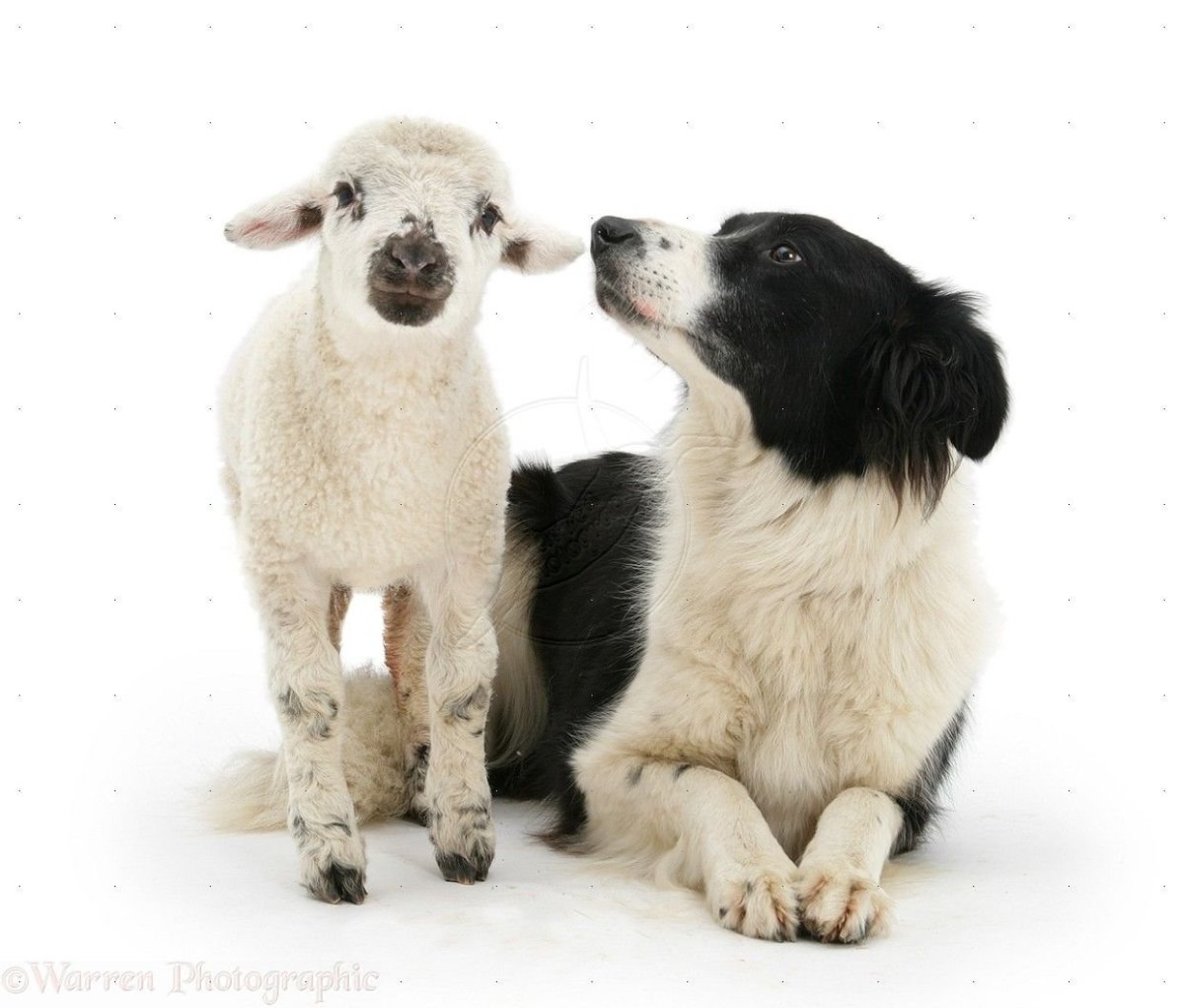 Собака овца