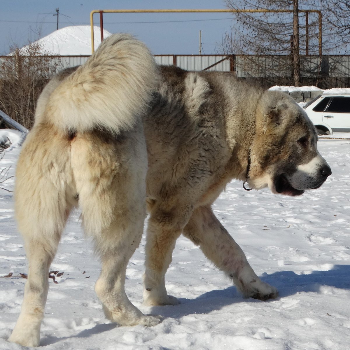 Кангал и Кавказская овчарка