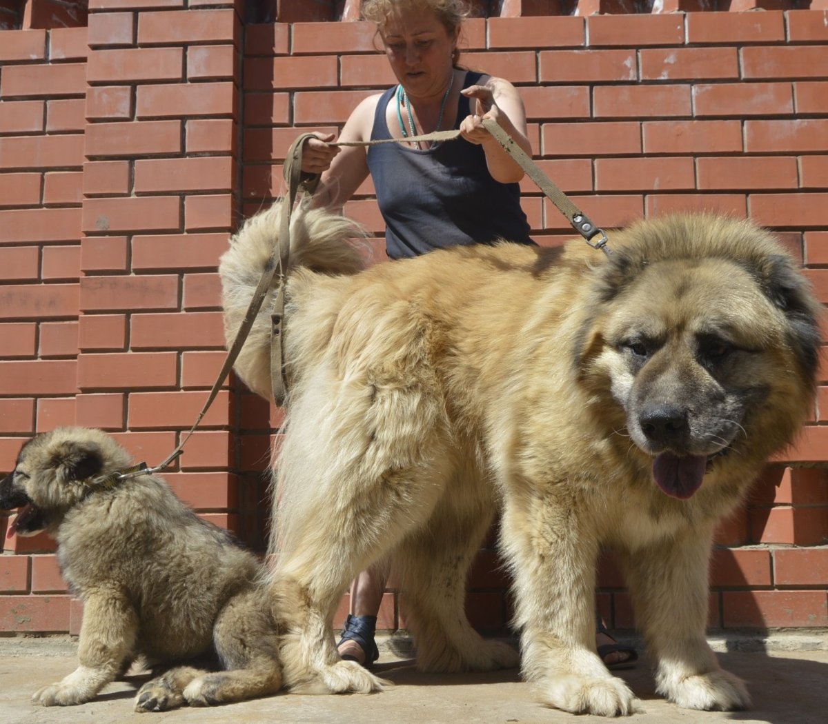 Собака мастиф Кавказская овчарка