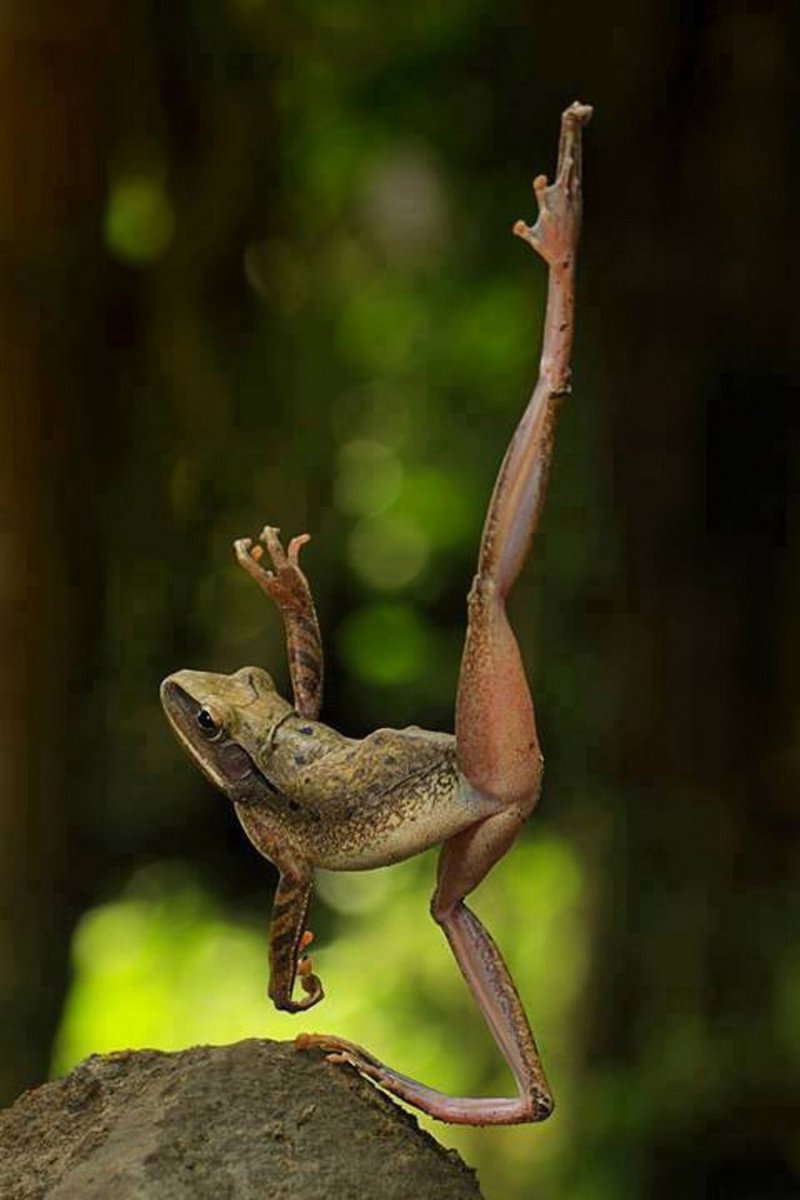 Анабиоз лягушки