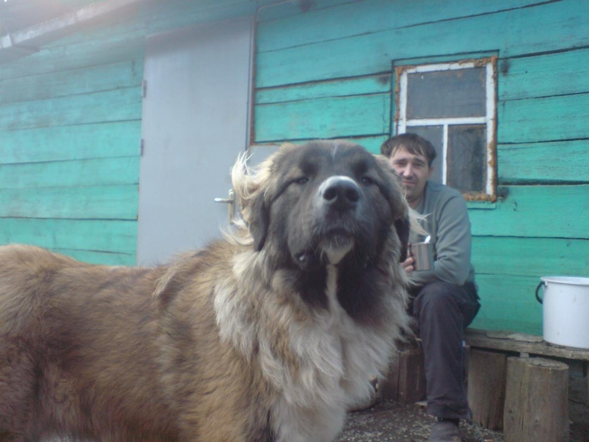 Кавказец Московская сторожевая