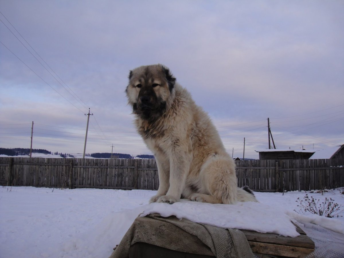Кавказская овчарка 100 кг