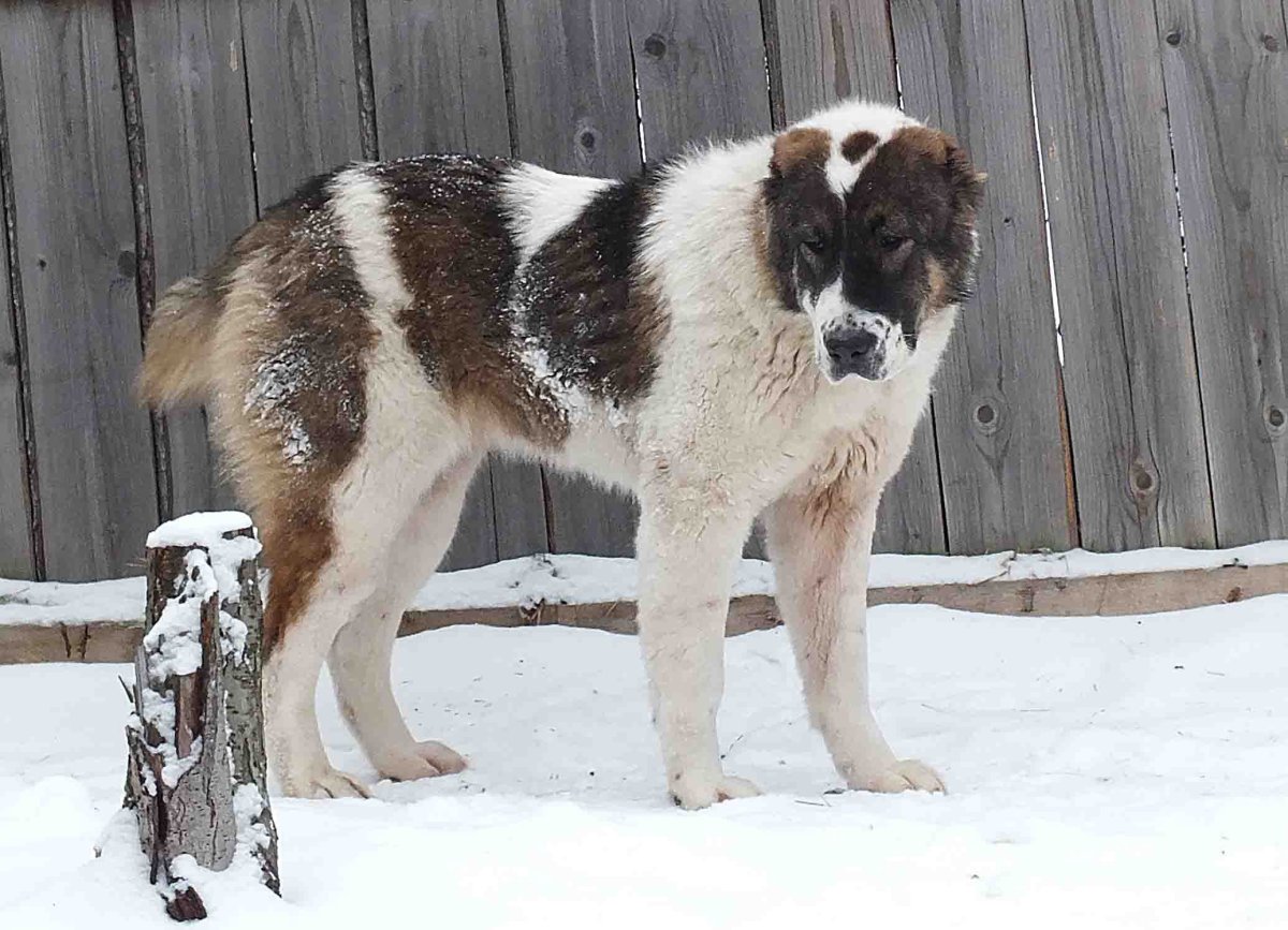 Кавказская и Среднеазиатская овчарка