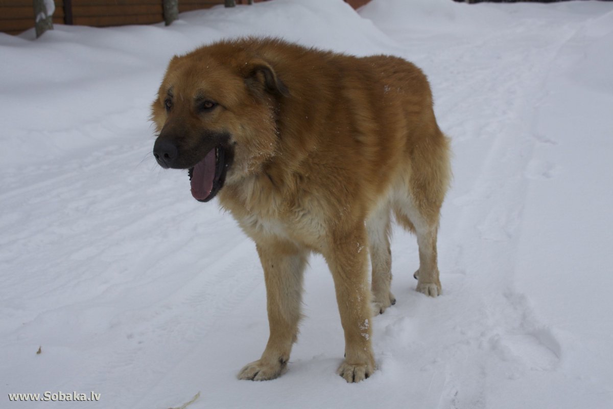 Волкодав кавказский алабай