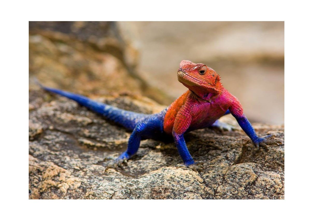 Агама Мванза