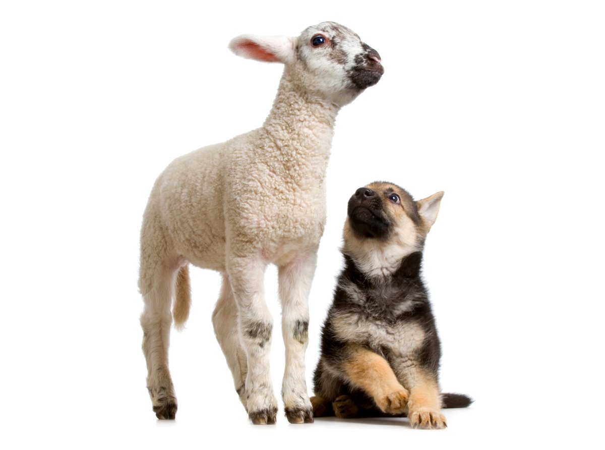 Собаки похожие на Барашков