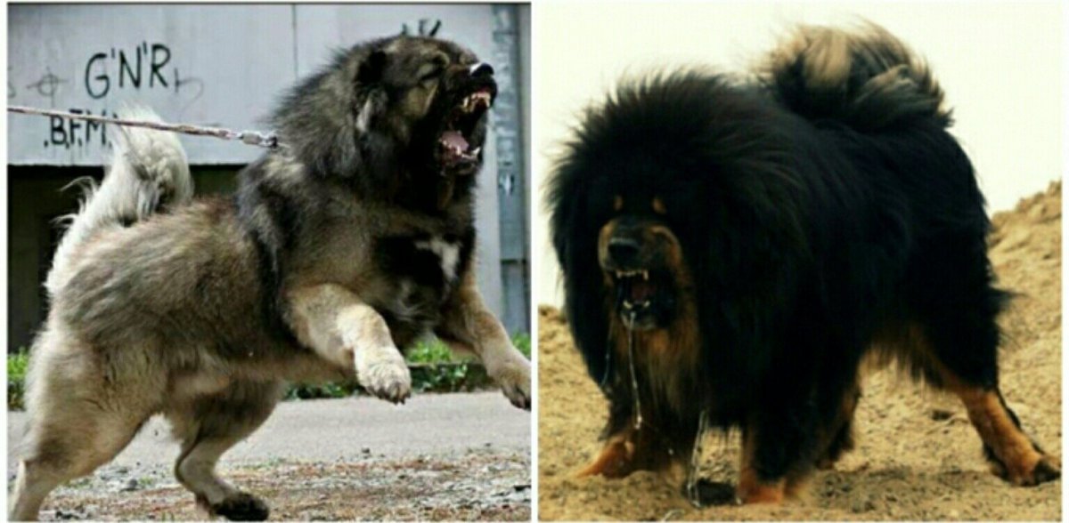 Московская сторожевая помесь с кавказцем