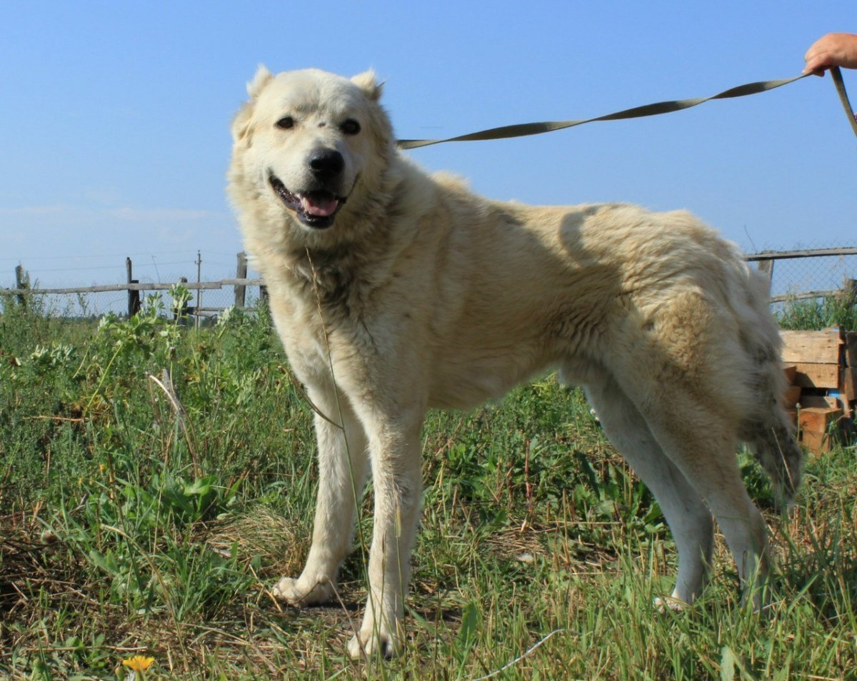 Волкодав кавказский алабай