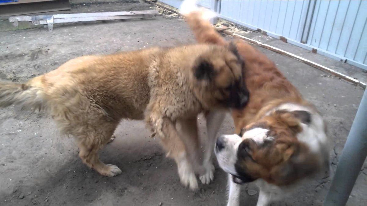 Волкодав овчарка