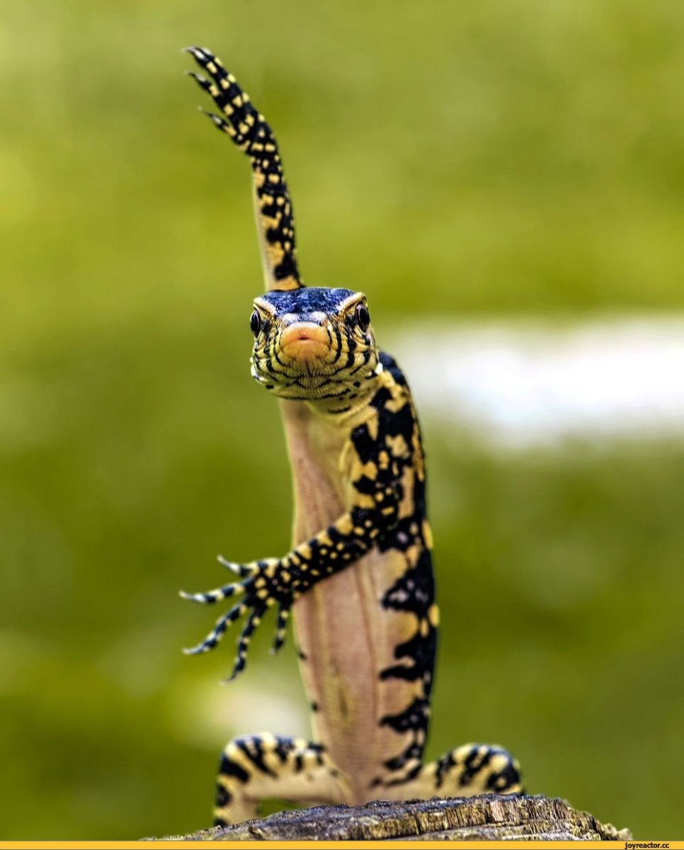 Забавные ящерицы