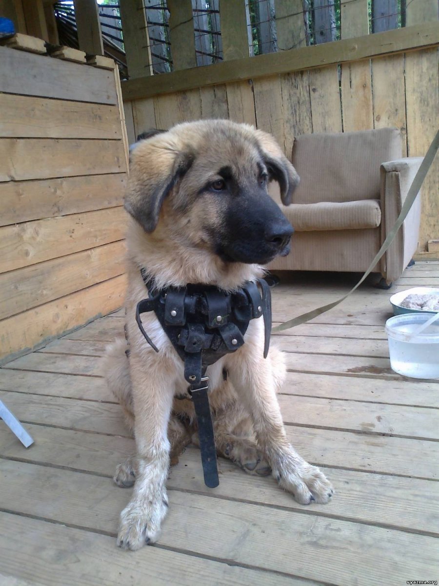 Метис алабая и дворняги