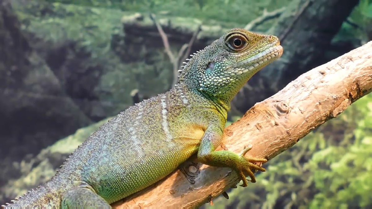 Водяной дракон ящерица