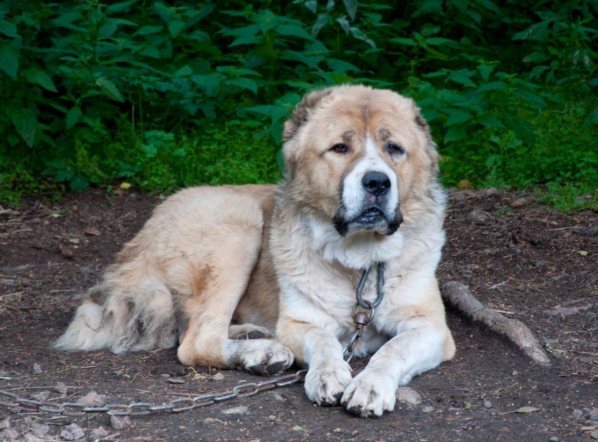 Помесь алабая