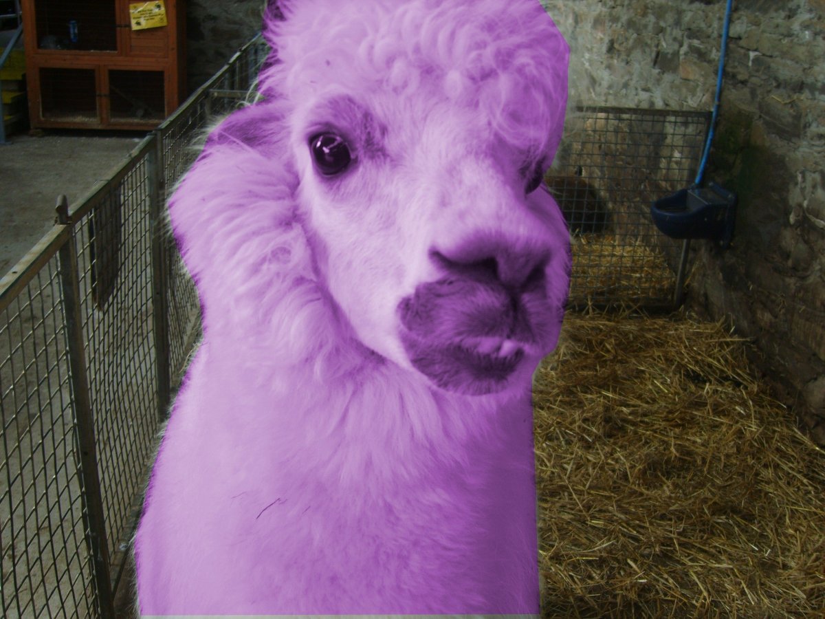Альпака лама фиолетовая