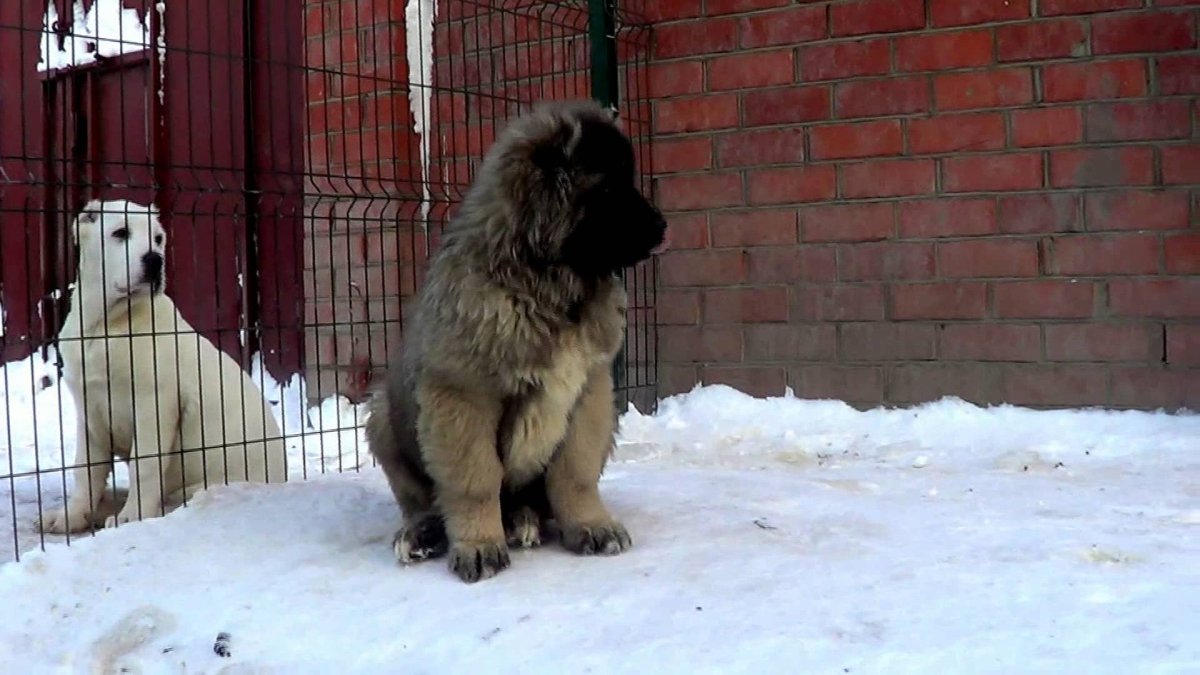 Кавказская овчарка с ножом