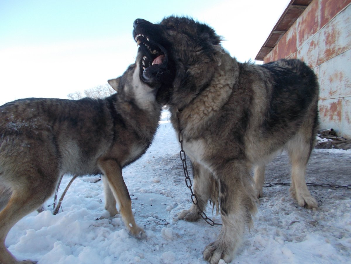 Кавказская овчарка зима