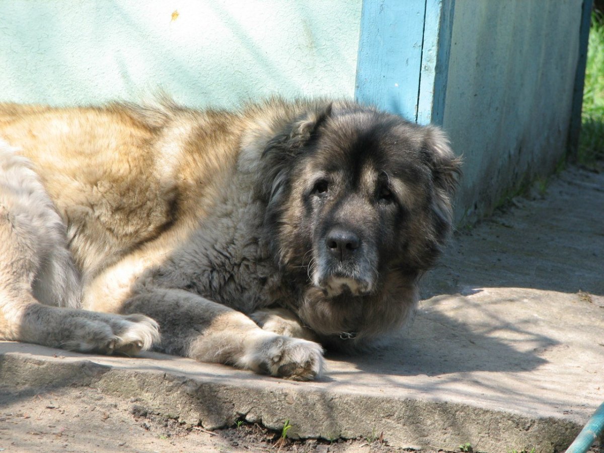 Северо Кавказская овчарка алабай